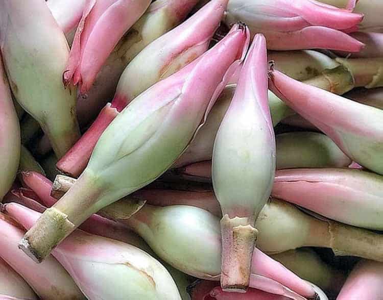 Torch Ginger Wild Ginger